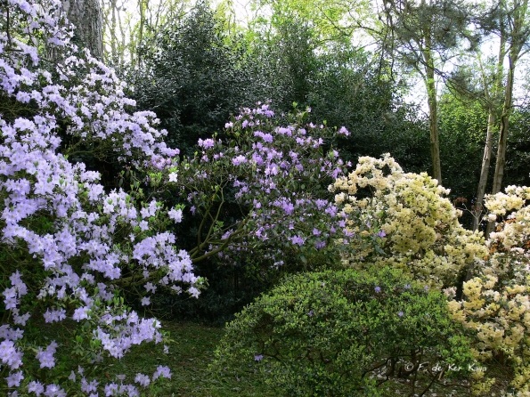 Bois des Moutiers (113) mai 2012